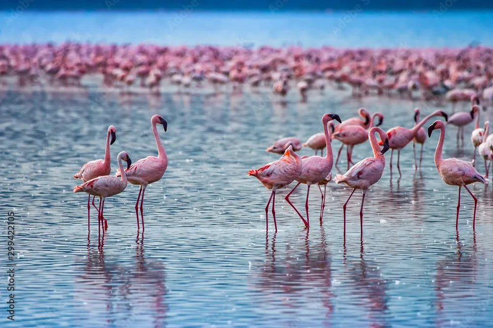 火烈鸟群 - 四虎视频 | 动物世界